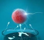 试管婴儿移植后，6aa冻囊胚大约需要多少时间才能在宫腔内扎根？